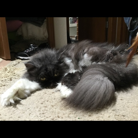 MEET YOUR POSHER! A TOP SELLER & MENTOR. - Picture 4 of 5